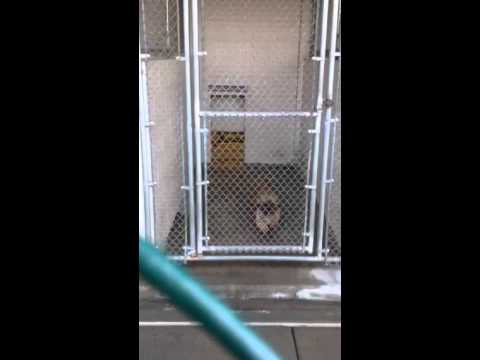 rescue dogs rock nyc Visiting the dog pound