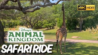 Disney World Animal Kingdom Safari Ride in 4K