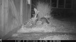 racoon loving my statue