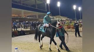STEAL THE CANDY  wins trail #12 for the texas classic futurity at lone star park ( (11-8-2020)