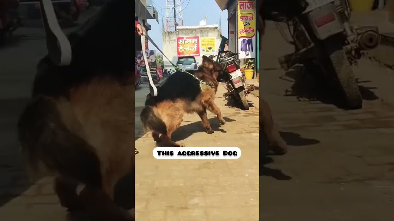 This Aggressive Dog Vs My Dog | 