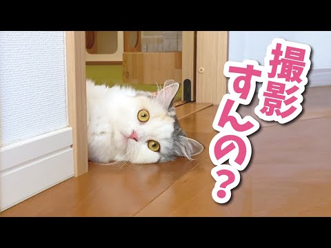 暑くてだらけすぎな猫がこちらです【おしゃべりする猫】