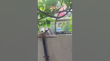 Little Cupid The Java Finch Mating Dance With Pixie #birds #javafinch #javasparrow