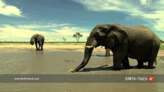 Up close: Elephants at a watering hole