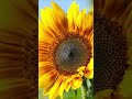 Solsticio de Verano 21 de Junio