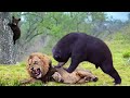 OMG!! Hungry Lions Hunt Baby Bear, Mother Bear Fights Lion To Save Her Cub - Wild Discovery Animals