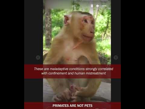 Consequences of abuse and abandonment of baby monkeys: FLS, SIB and anthropomorphism