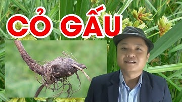 Công dụng của cỏ gấu (hương phụ) loại cỏ mọc dại nhưng vị thuốc quý đông y