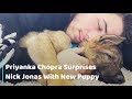 Priyanka Chopra Surprises Nick Jonas With New Puppy