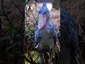 #shorts #shoebill