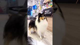 Pawfessional’s show dogs by Pawfessional Pet Care 40 views 2 months ago 1 minute, 30 seconds