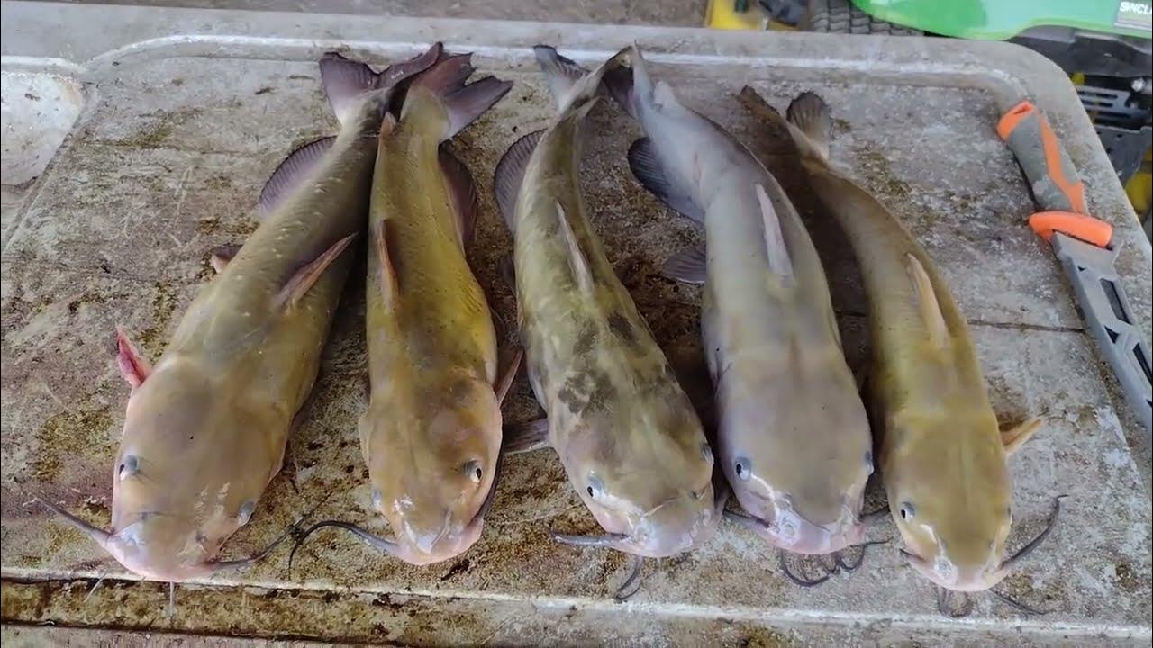 Catfishing the Iowa River Round 2! 2nd time out ended with 5 decent