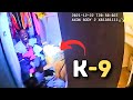 Police K9 Makes This Man Regret It All, Won't Stop Screaming