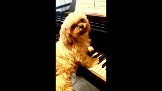 Haydn Minuet in E Major