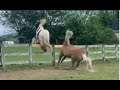 Female Horse Trainer Teaches Her Horse To Jump A Fence - The Horse Does It Perfectly