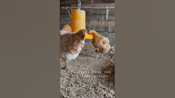 High hopes for this bird netting to keep out hawks!  @annalouisefarm2563   #annalouisefarm