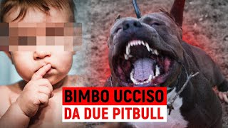 Attacco Mortale | Due Pitbull Uccidono un Bambino in Campania