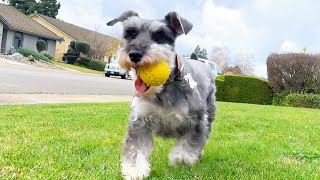 Mini Schnauzer and his Grandpa Playing Fetch Together