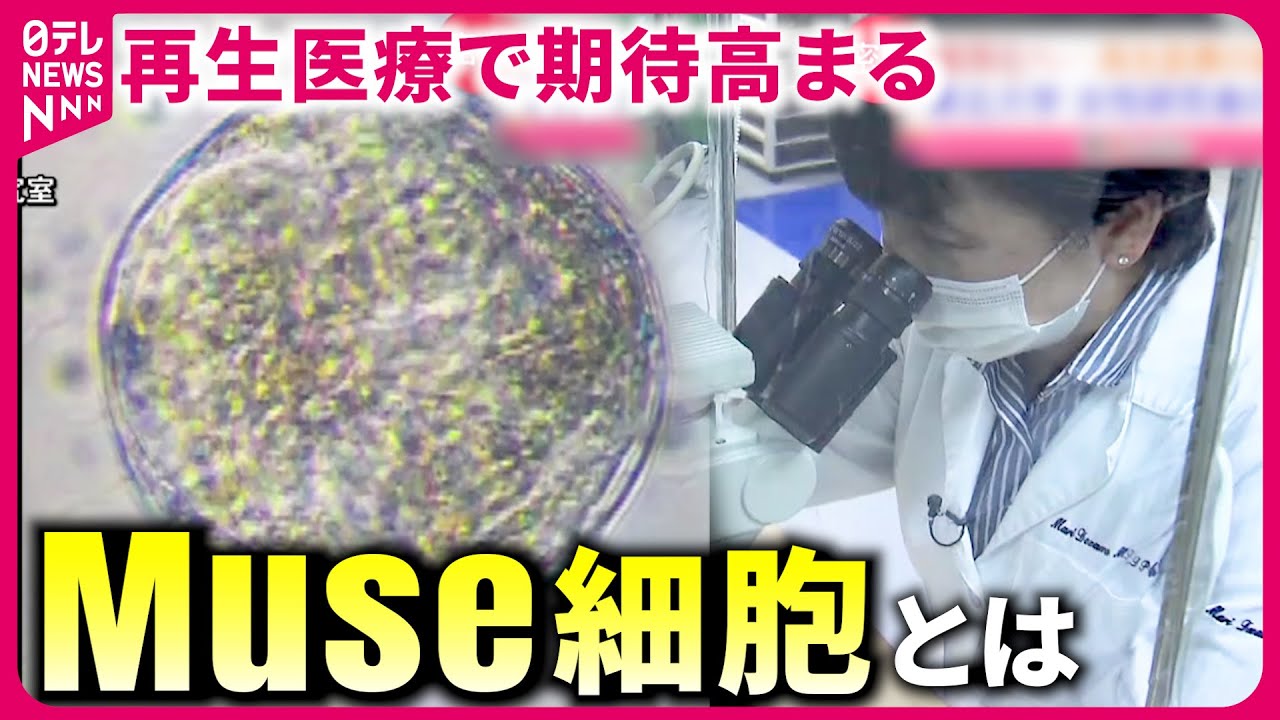 【最新研究】ケガや病気を治す!? 再生医療で注目の”Muse細胞” 研究者の思い　宮城　NNNセレクション