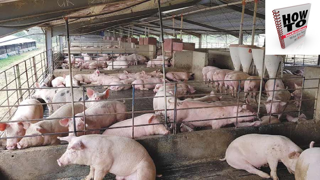 business plan for pig farming in nigeria