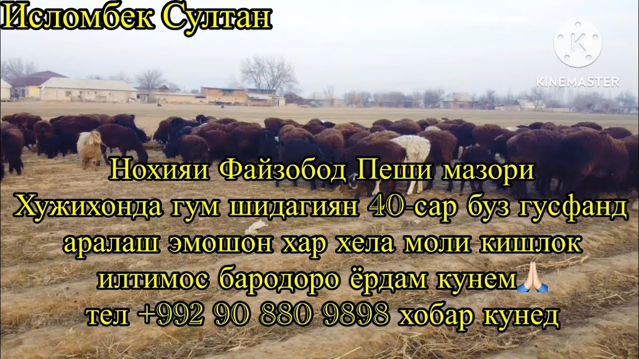 40-Сар бузу гусфанд моли кишлок гумшидагиян Н-Файзобод +9929 +992 901110350 ☎️🙏🏻2024 г.