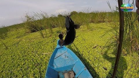 Hành trình một ngày đi câu cá đồng ở rừng U Minh Thượng, H. An Minh, T. Kiên Giang