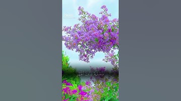 ما تيسر من سورة الاعراف ..(ماهر المعيقلي)