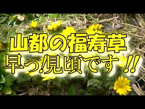 喜多方市山都町の『福寿草』早っ2023の春は超特急かも⁉