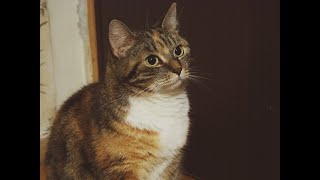 tales cats super - cats Stories amazing - the wonderful world of cat 27 by قناة الحيوانات tv Animals 23 views 3 years ago 11 minutes, 29 seconds