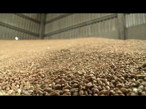Video: Od kod prvotno izvira pšenica?
