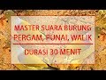 Master Suara Burung Pergam Walik Punai Durasi 30 Menit Omkicau(.mp3 .mp4) Mp3 - Mp4 Download