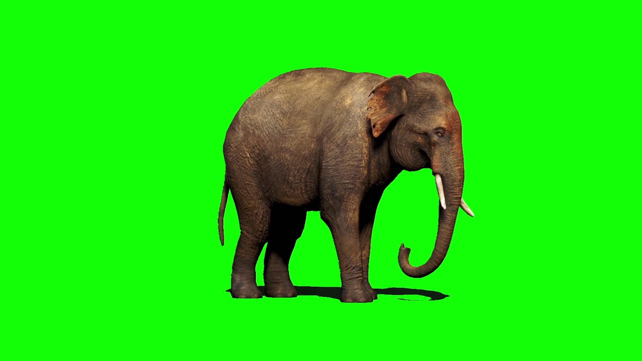 Elephant green screen - YouTube