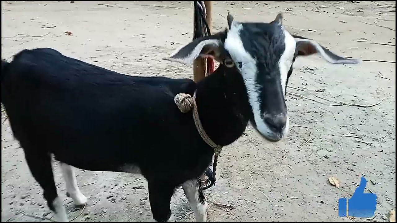 Goat Calling Video 2022 | Goat Sound & Video Full HD 1080P