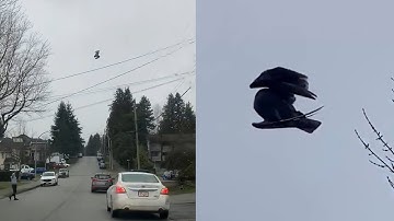 Motionless B.C. bird suspended mid-air continues to puzzle many