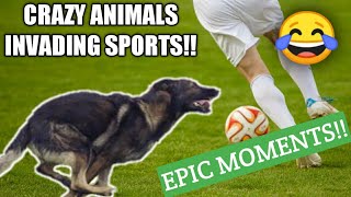 Crazy Animals Invading Sports - Epic Moments | Hilarious Animals Interrupting Sports