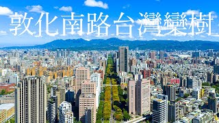 空拍TAIPEI 台北市敦化南路 台灣欒樹