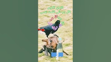 #القران_الكريم #تلاوه_خاشعه #المصحف #قال  رب انی ظلمت نفسی #الشيخ محمود الشحات #foryou