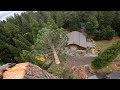 Climbing Arborist Tops Tree: Tree Topping at Its Finest
