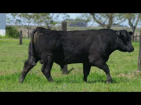 Lote 25  - 2135