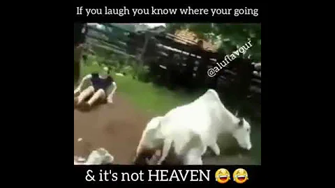 Funny video of cow kicking a person ft Prince Kaybee banomoya