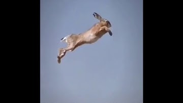Rabbit Jumps Over Car On Google Maps (Funny Meme)
