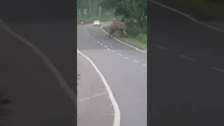 Elephant crossing the highway near Dudhiya (Siliguri) #shorts #youtubeshorts #trending