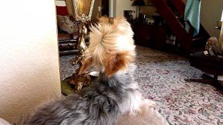 Howling Yorkshire Terrier