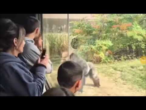 Video: Spanish Zoo Vet Tranquilizes Keeper In Gorilla Escape Drill