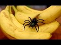 Spider in banana