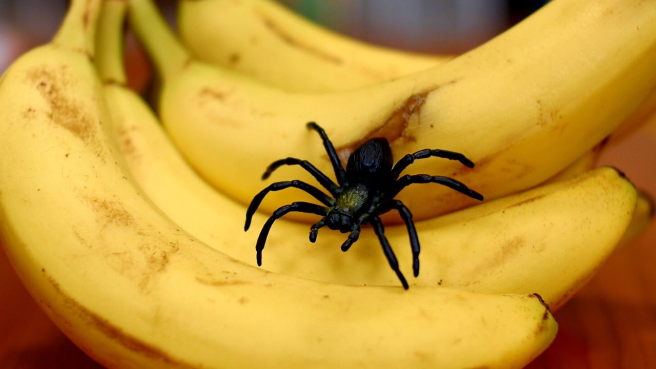 Spider In Banana Youtube