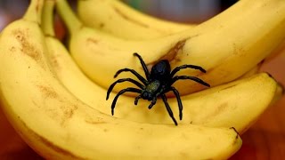 SPIDER IN BANANA!(We get bananas then spiders come out of them! Spiders in bananas are really common, so you have to be on the lookout that there isn't a spider that has ..., 2016-01-17T04:20:23.000Z)