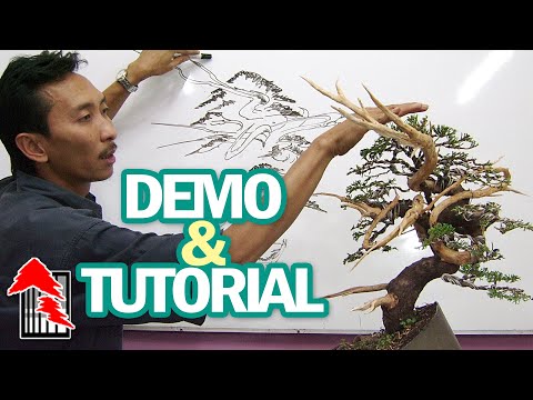 QUICK N EASY Demo Making Chinese Juniper Bonsai by Tedy Boy Bandung, Indonesia