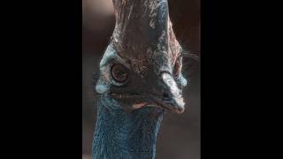 This Bird Can Kill You With One Kick