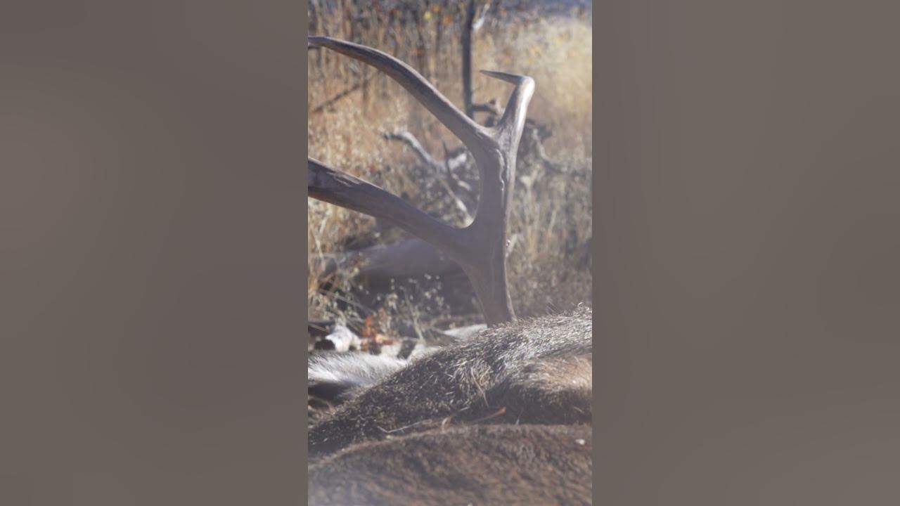 The 2024 Hunting Season Is Going To Be A Good One! huntingseason 